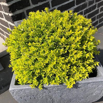 Van Zyverden 4" Bloomin' Easy Lonicera Thunderbolt Potted Rocketliners