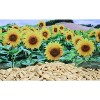 Organic Sunflower Seeds by It’s Delish - 4 of 4