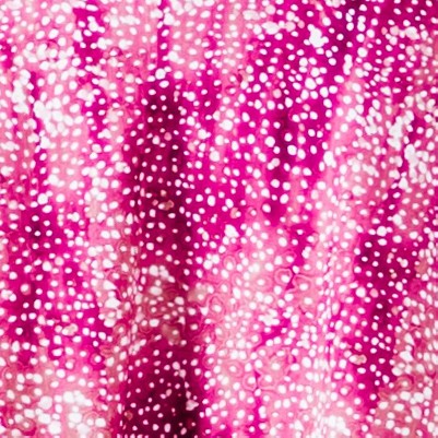 raspberry burst