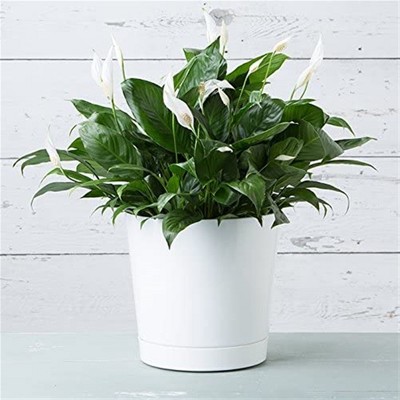 Majestic Glossy White Round Indoor Planter with Drainage Tray, 12-Inch