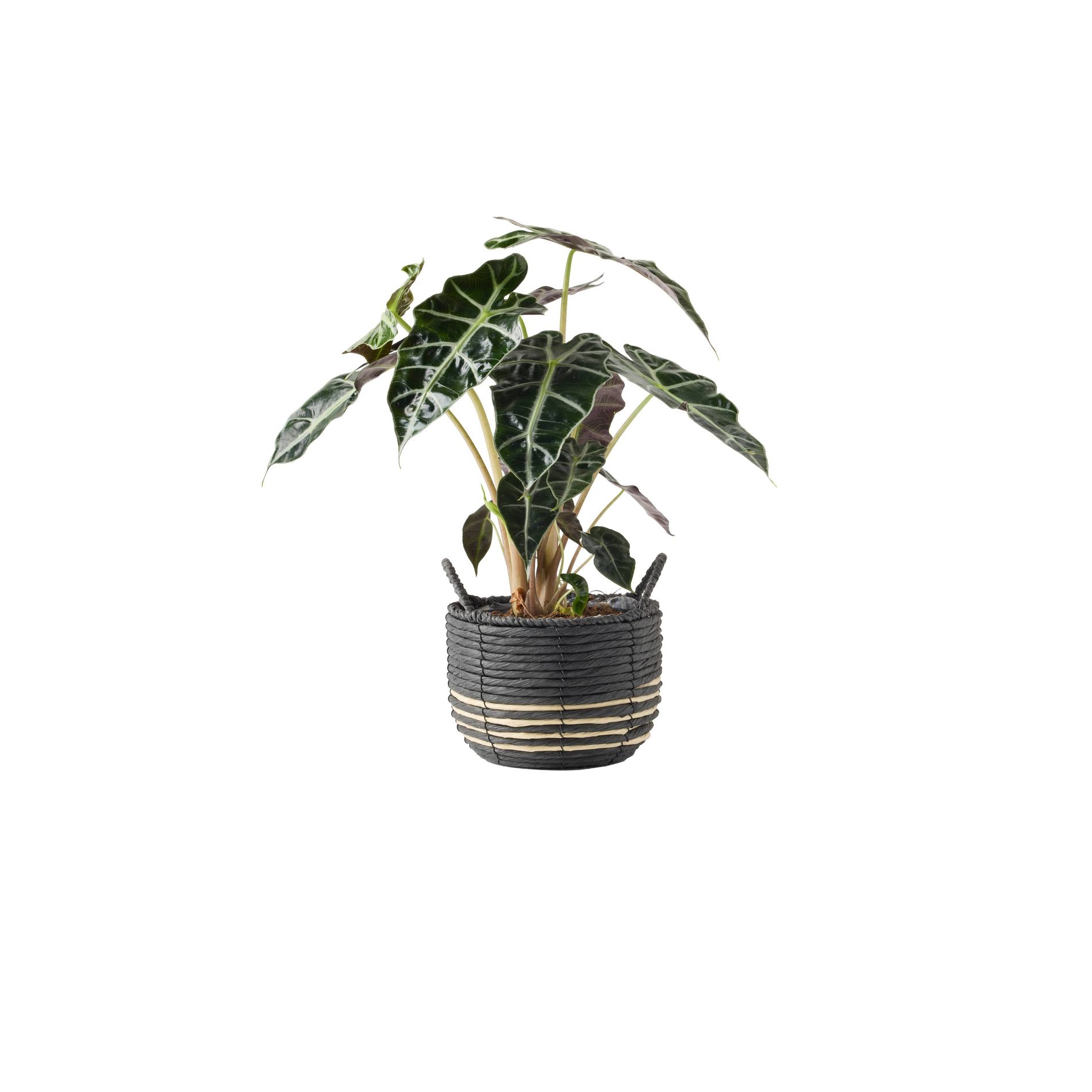 LiveTrends 6" Alocasia Polly in Onyx Black with Stripes