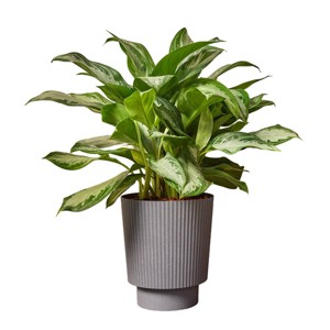 10" Ellis Foliage - Good Little Garden™ - 1 of 4