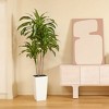 DR.Planzen UV Resistant Artificial 6-7FT Tall Pre Potted Dracaena Tree with White/Brown Tall Square Planter for Indoor Outdoor House Home Decor - 4 of 4