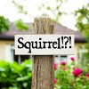 Slickblue Squirrel!? Text Sign, 3.5x10 Rustic Pine Wood Plaque, Hanging or Shelf Decor Sign, Multiple Colors - 2 of 3