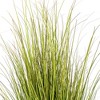 Green/Brown Switchgrass Potted - 2 of 4