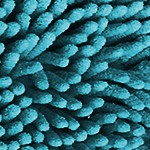 teal