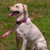 Country Brook Petz Pink Hawaiian Deluxe Dog Collar and Leash - 2 of 4