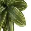 GlasFlength Artificial Plants Artificial Rubber Tree Artificial Dracaena Tree Faux Plants for Indoor Home Decoration, Green, 17"*16"*17" - 4 of 4