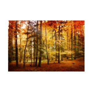 Trademark Fine Art -Philippe Sainte-Laudy 'Fall Color' Canvas Art - 1 of 4
