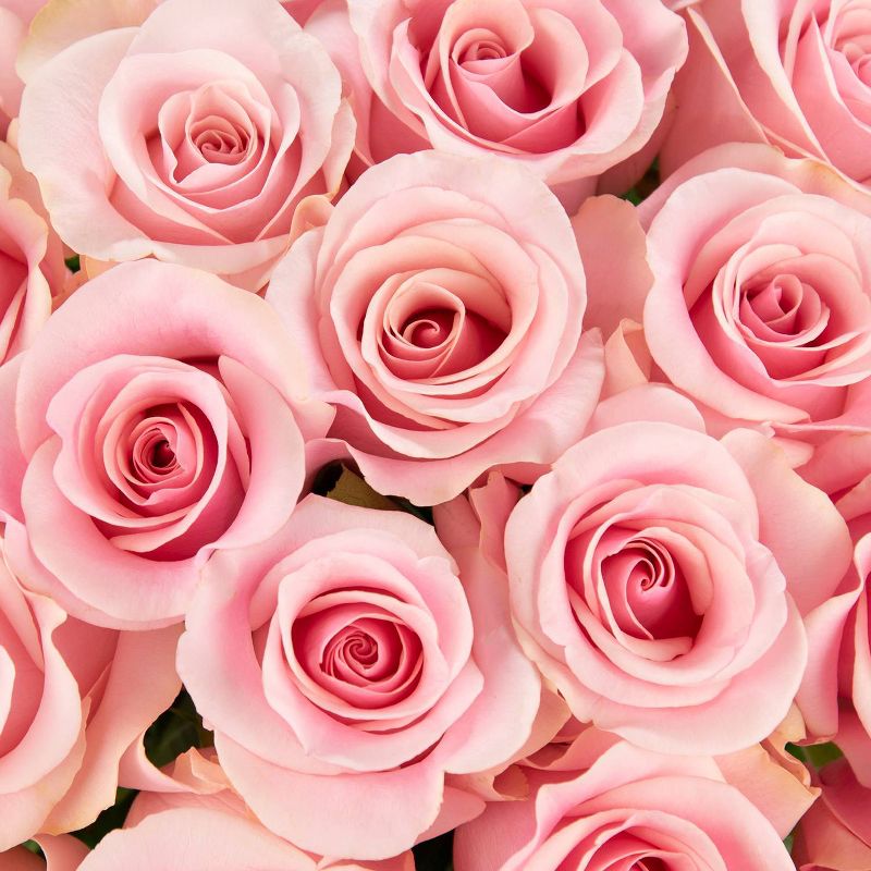 Dozen Fresh Cut Pink Roses with Vase, 4 of 7