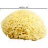 BNPT-408 | Neptune Sea Wool Sponge, Approx. 8" - 3 of 4