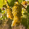 Van Zyverden Premium Grafted Bareroot Chardonnay Grape Vine - 3 of 4