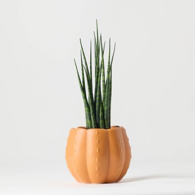 Pumped for Fall Orange Live Houseplant - Good Little Garden™