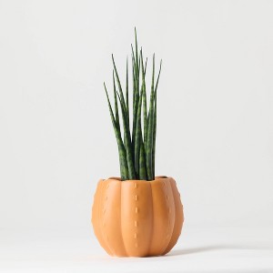 Pumped for Fall Orange Live Houseplant - Good Little Garden™ - 1 of 4