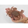 Collectible Wildlife Gifts | Crab, Young, Dungeness Crab, Rubber, Crustaceans, Realistic, Hand Painted,  Figurine,  Gift,      5 1/2"       F466 B4 - 3 of 4
