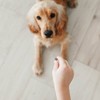 Zesty Paws Peanut Butter Flavor For Puppies and Adult Dogs with  Omega-3 EPA & DHA Fatty Acids All-in-One Training Chewy Dog Treats- 8oz - 4 of 4