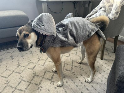 Large dog shark clearance costume