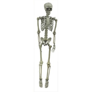 Morris Costumes Life Size Hanging Skeleton Halloween Decoration - 60 in - White - 1 of 1