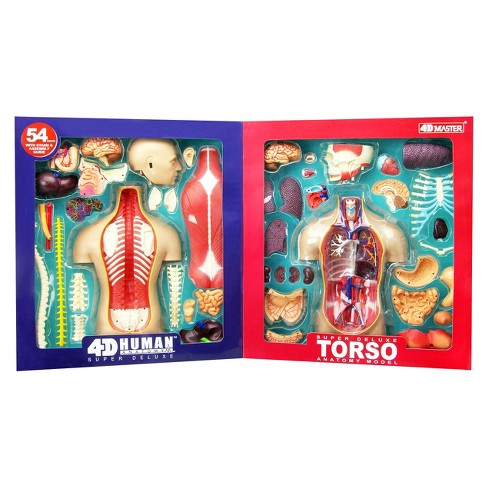 4d Master Super Deluxe Human Torso Anatomy Model 54pc Target