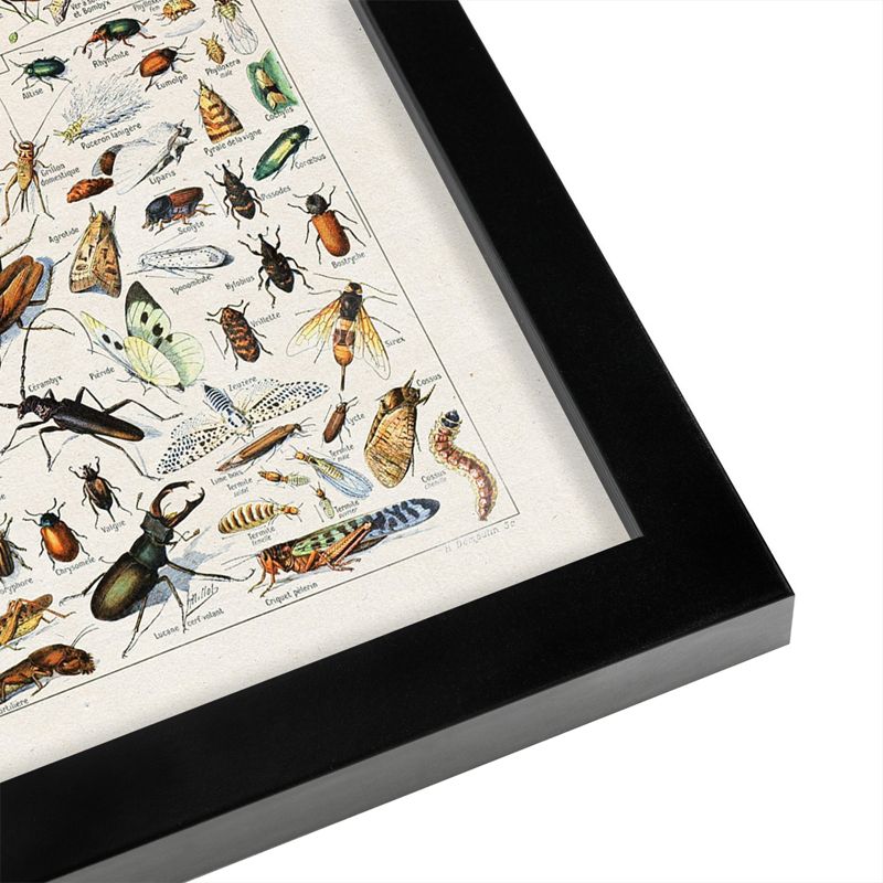 Americanflat Animal Educational Insects Art Print By Samantha Ranlet Black Frame Wall Art, 3 of 8