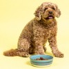Mason Cash: Reactive Fade Pet Bowl, 7.9", 44oz, Multi Glaze, Dog Food-Water Dish - 4 of 4