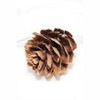 Perfect Holiday 15 LED Pine Cone String Light Battery Operated - Warm White - 4 of 4