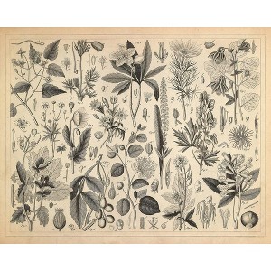 Poster Master Cultivated Plants of the Ranunculaceae and Other Families - 1 of 2