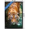Trends International Tiger - Water Framed Wall Poster Prints - 3 of 4