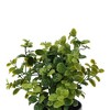 Unique Bargains Artificial Plants Plastic Flower Pot Plastic 3.15"x3.15"x7.87" 1 Pcs - 4 of 4