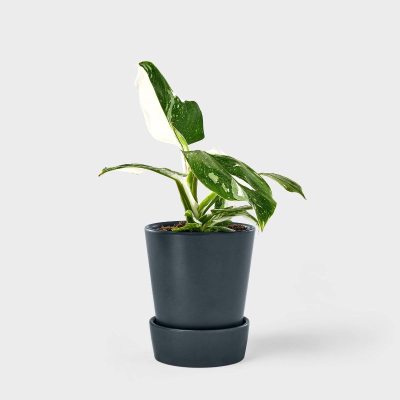 Hilton Carter for Target Live 5&#34; White Wizard Philodendron Houseplant, 1 of 11