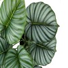 GlasFlength Artificial Plants Artificial Rubber Tree Artificial Calathea Tree Faux Plants for Indoor Home Decor, Green, 20"*20"*23.5" - 3 of 4