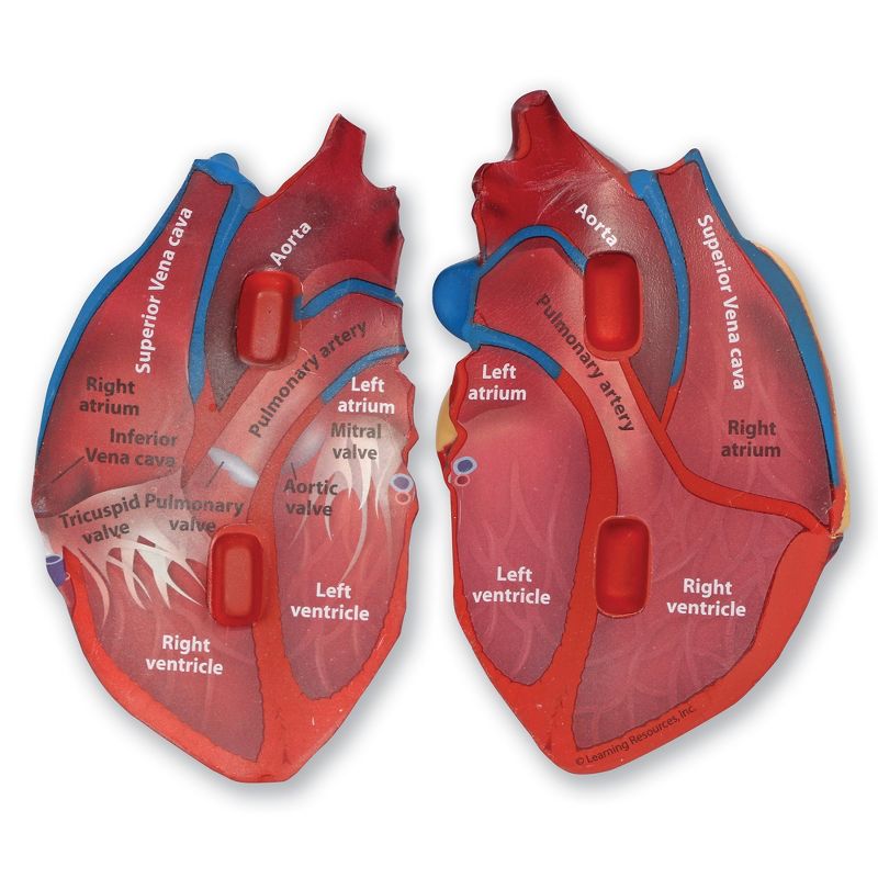 Learning Resources Cross-Section Human Heart Model - 2-Pieces, Grades 2+ | Ages 7+  Anatomy for Kids, Science Exploration Kits, 3 of 5