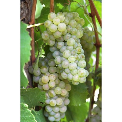 Van Zyverden Set of 3 Grapes Thompson Seedless Plants