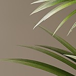 brown and white contrast