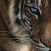 Hart Puzzles: Blue Eyes Tiger by Colin Bogle, 24 x 30 1000 Piece Puzzle - 4 of 4