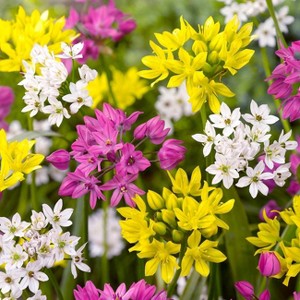 100ct Allium Blend Bulbs - Van Zyverden - 1 of 4