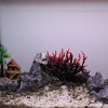 Unique Bargains Colorful Coral Reef Decor Mini Faux Coral Decor for Aquarium Decorations 6.5"x5.83" 1 Pcs - 2 of 4