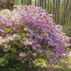 Encore Azalea Autumn 'Twist' 3gal U.S.D.A. Zones 6-10: Rabbit Resistant Shrub - National Plant Network - 2 of 4