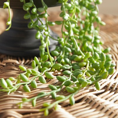 Green Plastic String of Pearls Succulent Topiary