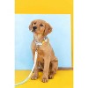 Pink Papyrus Drew Dog Collar - 3 of 4