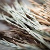 Sullivans Artificial 21" Hued Wheat Bush Set of 3, Multicolored - 2 of 3
