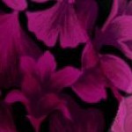 berry ginko leaves