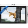 Trends International The Comedy Wildlife Photography Awards: Jennifer Hadley - Not So Cat Like Framed Wall Poster Prints - 3 of 4