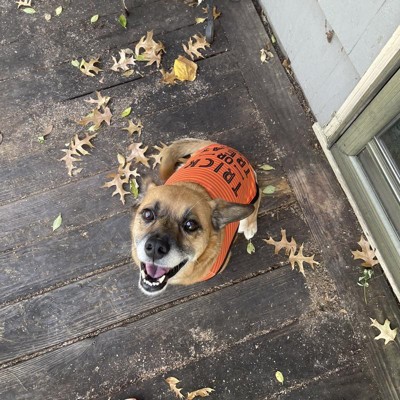 Adorable NFL Football Jerseys For Dogs: All 32 Teams