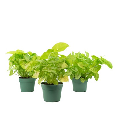 3pc Syngonium Neon Robusta - National Plant Network