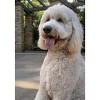 Country Brook Petz Deluxe Dog Collar - Summer Breeze Collection - Made in The U.S.A. - 3 of 4