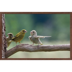 Trends International The Comedy Wildlife Photography Awards: Jacek Stankiewicz - Dispute Framed Wall Poster Prints - 1 of 4