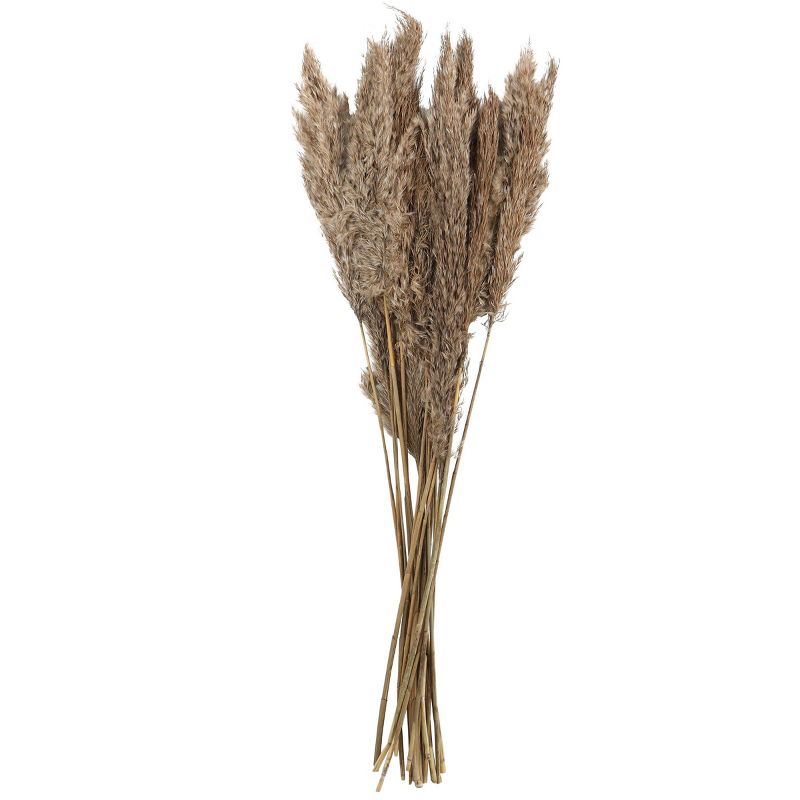 Dried Plant Pampas Natural Foliage with Long Stems Brown - Olivia &#38; May, 5 of 7