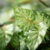 Sullivans Artificial 22" Begonia Leaf Bush, Green - 2 of 2