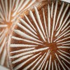 Sullivans 13.25" & 11.5" Round Wooden Disc Decor Set of 2 - 2 of 4